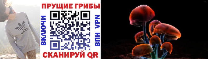 купить наркотик  Шацк  Псилоцибиновые грибы Magic Shrooms 